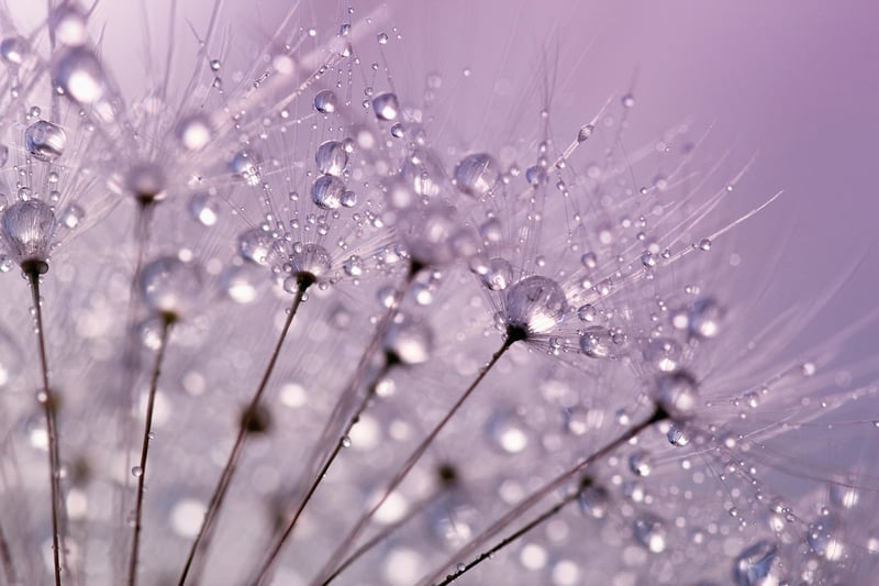 Dreamy Shots